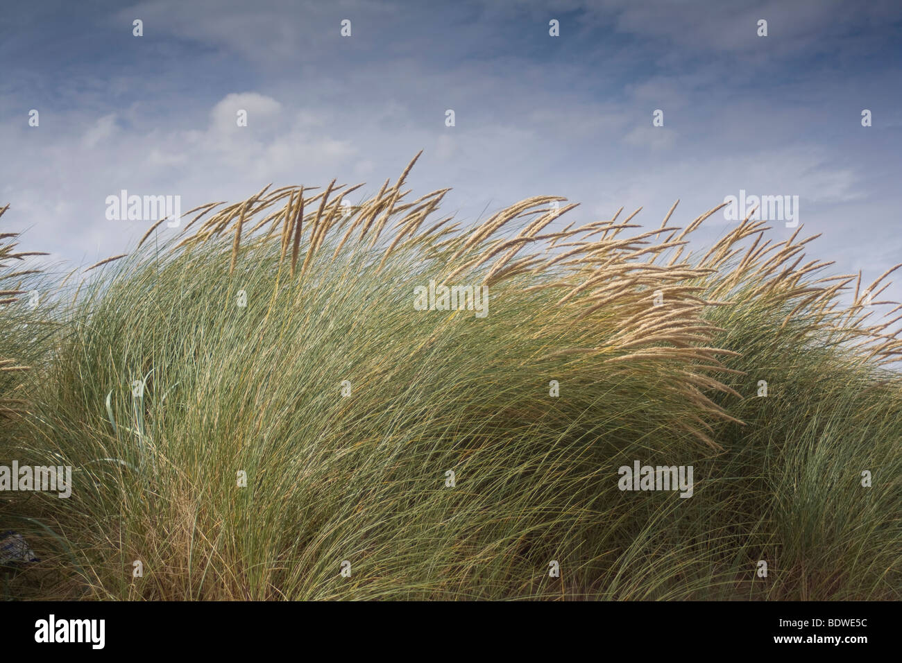 Dune de sable couverte d'herbe sauvage dans le vent, ciel bleu et nuages flottant dans l'arrière-plan Banque D'Images