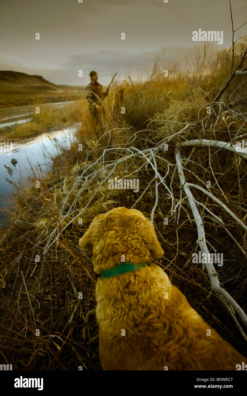 C'est un retriever attend patiemment dans une chasse aux canards sur la rivière Snake, un des principaux du sud de l'Idaho de migration. Banque D'Images