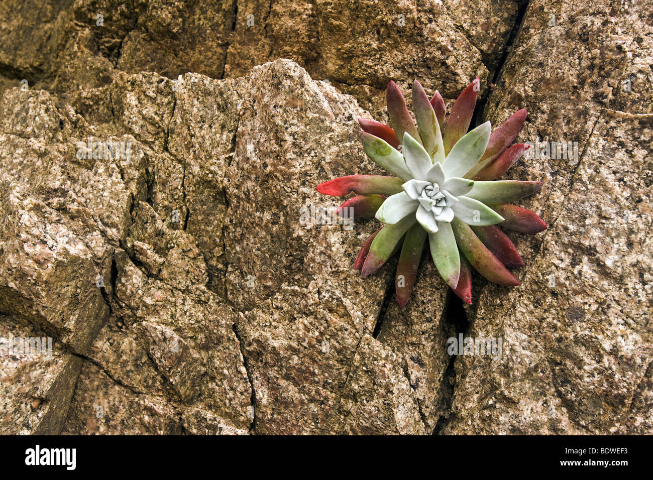 Un succulent grandit par une fissure dans un mur de granit, Garrapata State Park, Big Sur, Californie, USA. Banque D'Images