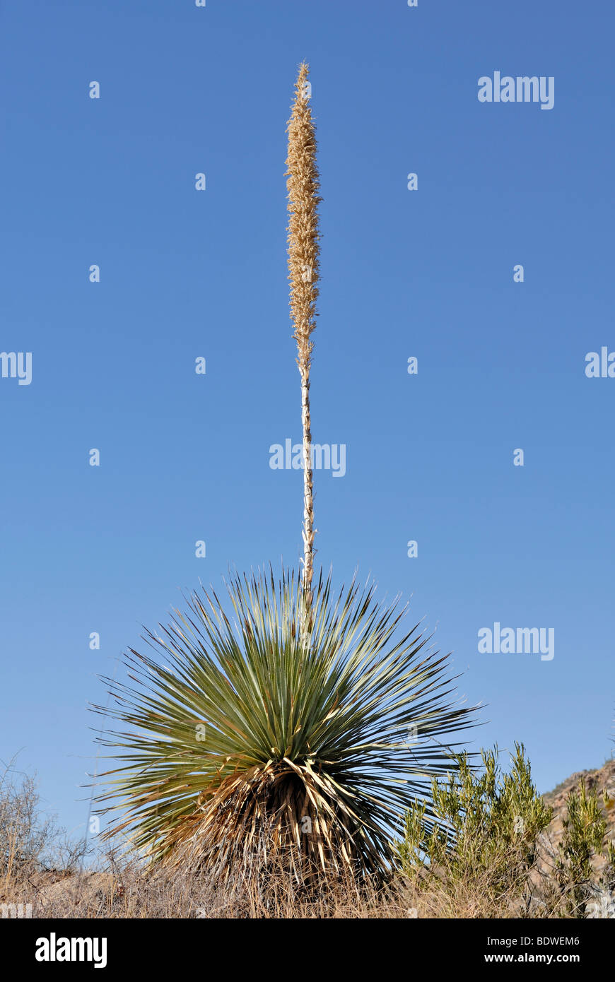 Sotol désert ou cuillère (dasylirion), l'agave, Sabino Canyon, Coronado National Forest, Tucson, Arizona, USA Banque D'Images