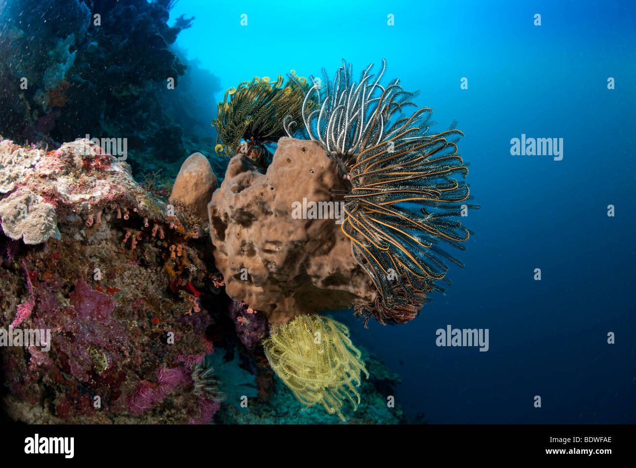 Plume Jaune Star dans la barrière de corail des crinoïdes (Comanthina schlegeli) Banque D'Images