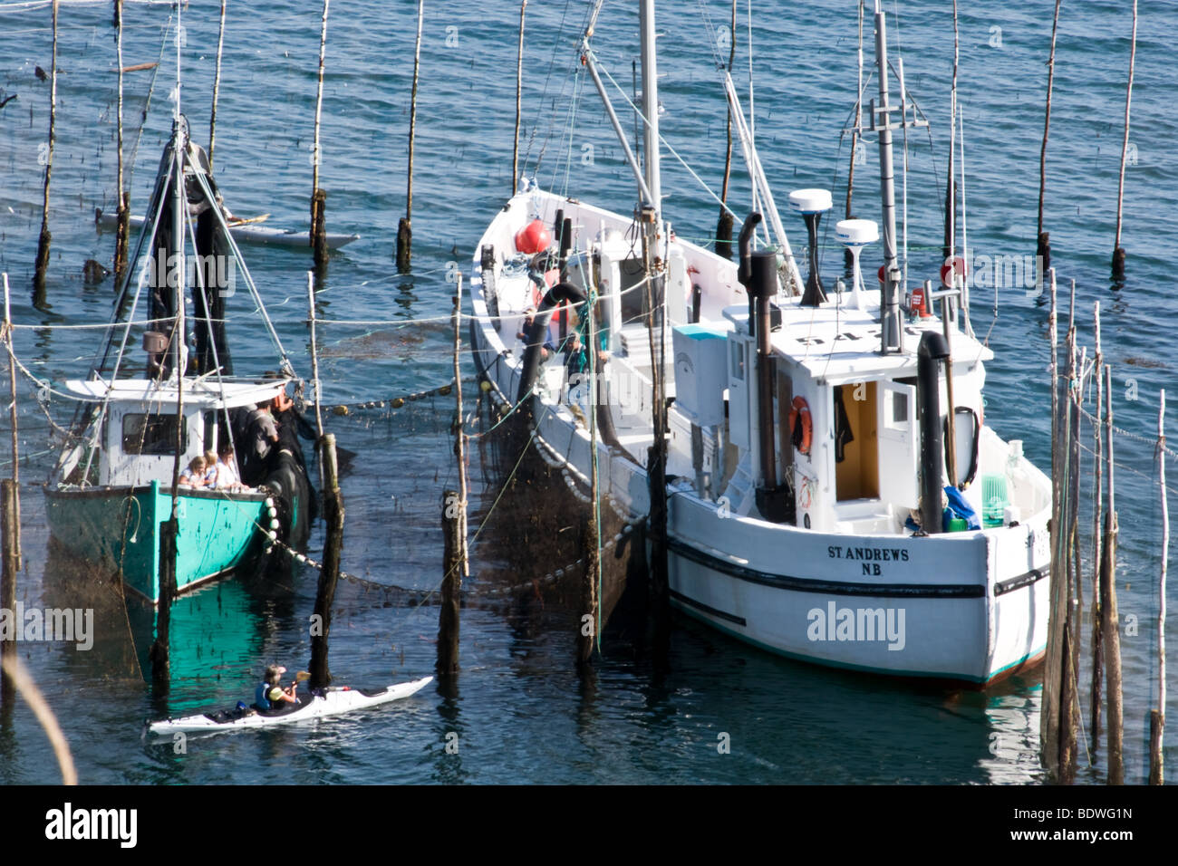 Les bateaux de pêche du hareng weir Grand Manan Nouveau-Brunswick Canada Banque D'Images