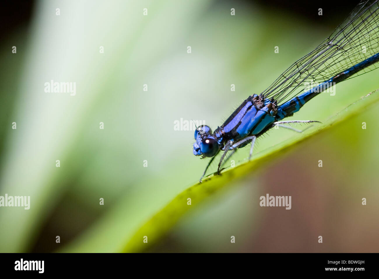 Demoiselle bleue, ordre des odonates, sous-ordre Zygoptera. Photographié dans les montagnes du Costa Rica. Banque D'Images