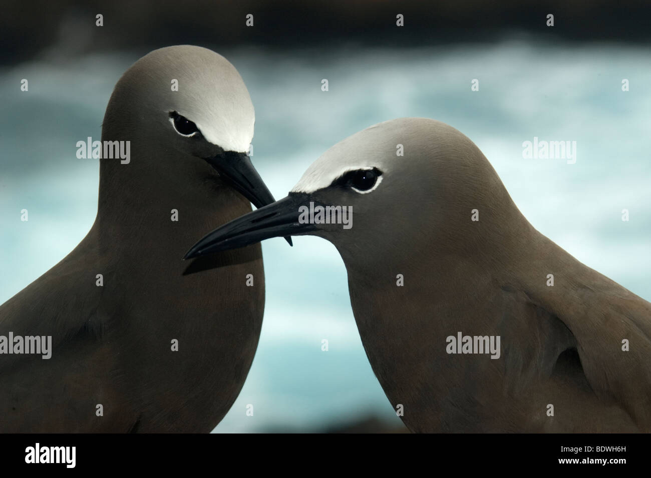 Brown noddis communs, Anous stolidus, Saint Pierre et Saint Paul's rocks, comportement de vœux, le Brésil, l'Océan Atlantique Banque D'Images