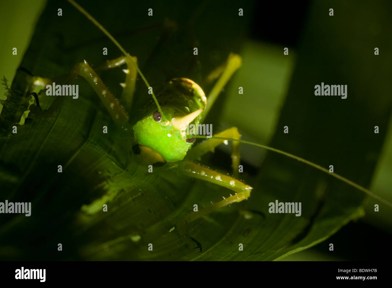 Katydid (Copiphora spearbearer rhinocéros rhinoceros) un orthoptères se déplaçant d'éviction. Photographié dans les montagnes du Costa Rica. Banque D'Images