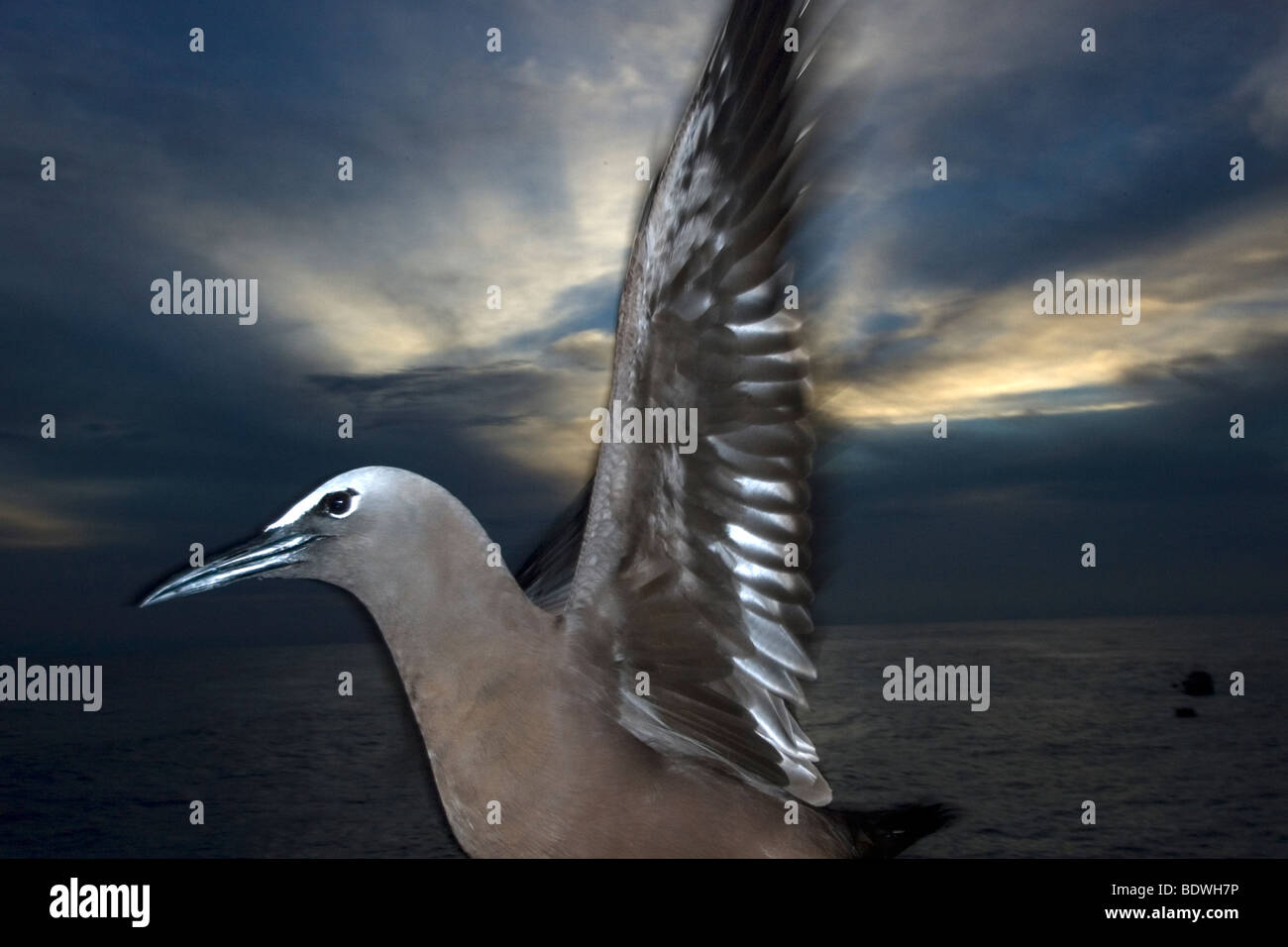 Noddi brun Anous stolidus,, au crépuscule, Saint Pierre et Saint Paul's Rocks, le Brésil, l'Océan Atlantique Banque D'Images