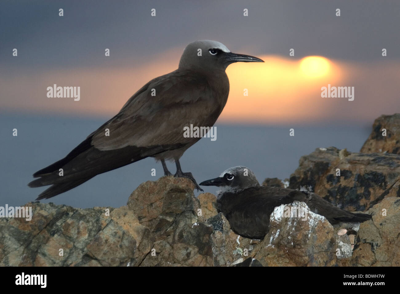 Brown noddis communs, Anous stolidus, au crépuscule, Saint Pierre et Saint Paul's Rocks, le Brésil, l'Océan Atlantique Banque D'Images