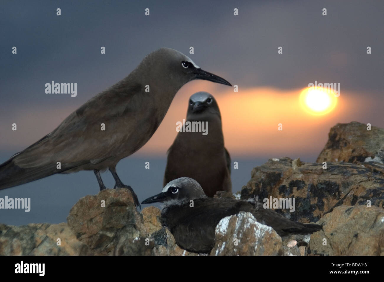 Brown noddis communs, Anous stolidus, au crépuscule, Saint Pierre et Saint Paul's Rocks, le Brésil, l'Océan Atlantique Banque D'Images