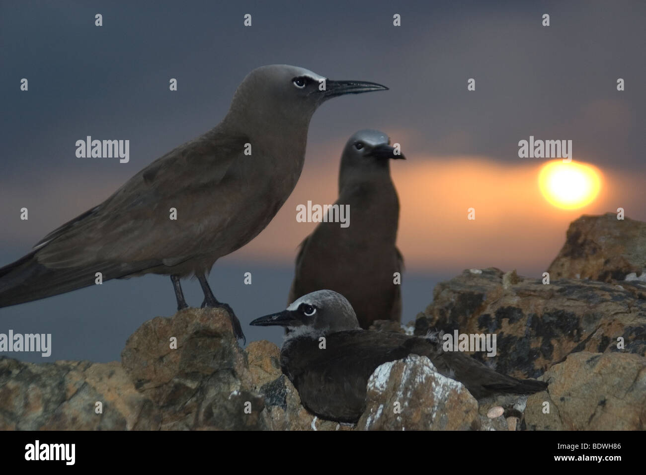 Brown noddis communs, Anous stolidus, au crépuscule, Saint Pierre et Saint Paul's Rocks, le Brésil, l'Océan Atlantique Banque D'Images