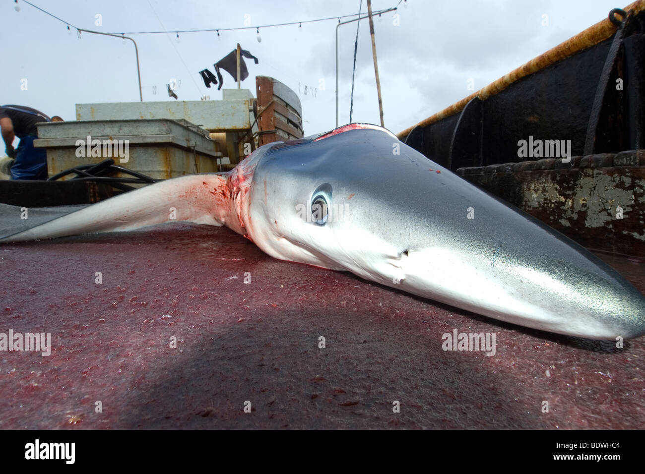 Dead requin bleu, Prionace glauca, pêche à la palangre du requin commerciale, le Brésil, l'Océan Atlantique Banque D'Images