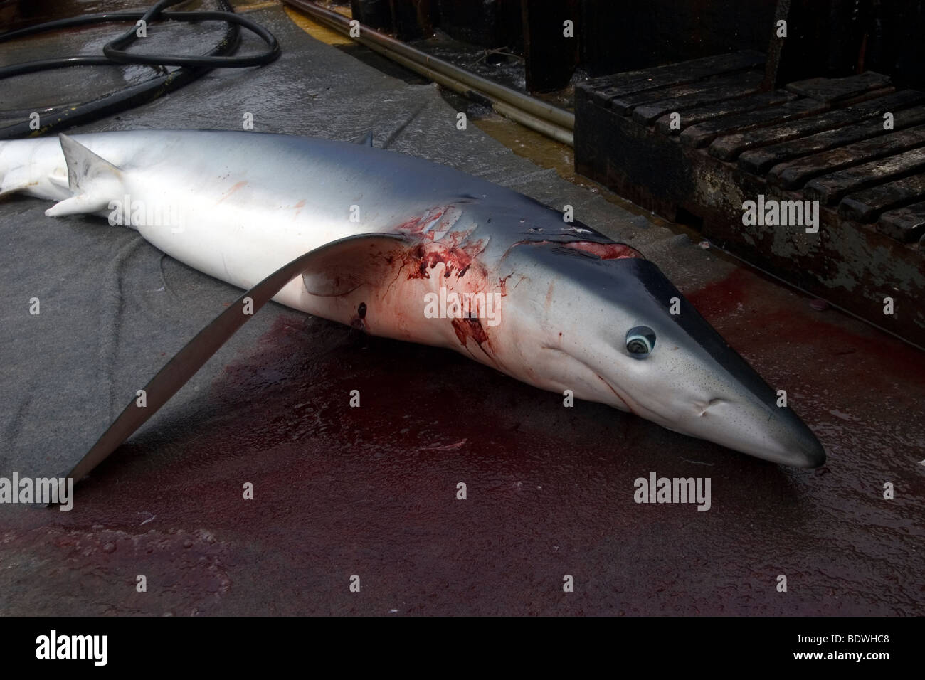 Dead requin bleu, Prionace glauca, pêche à la palangre du requin commerciale, le Brésil, l'Océan Atlantique Banque D'Images