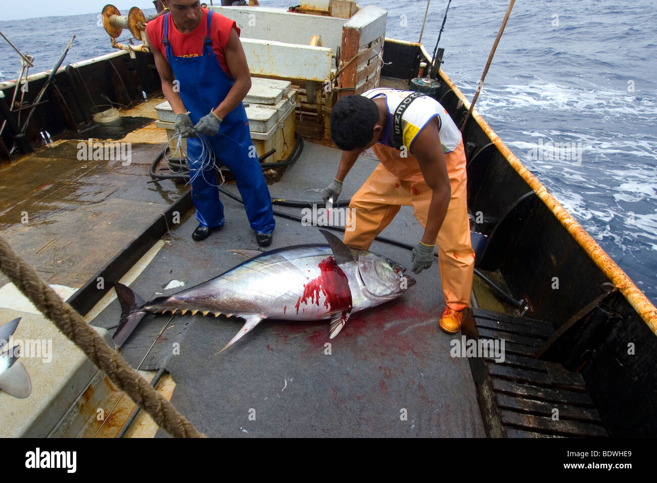 Saignements des pêcheurs de l'albacore, Thunnus albacares Thon à la palangre, la pêche commerciale, le Brésil, l'Océan Atlantique Banque D'Images