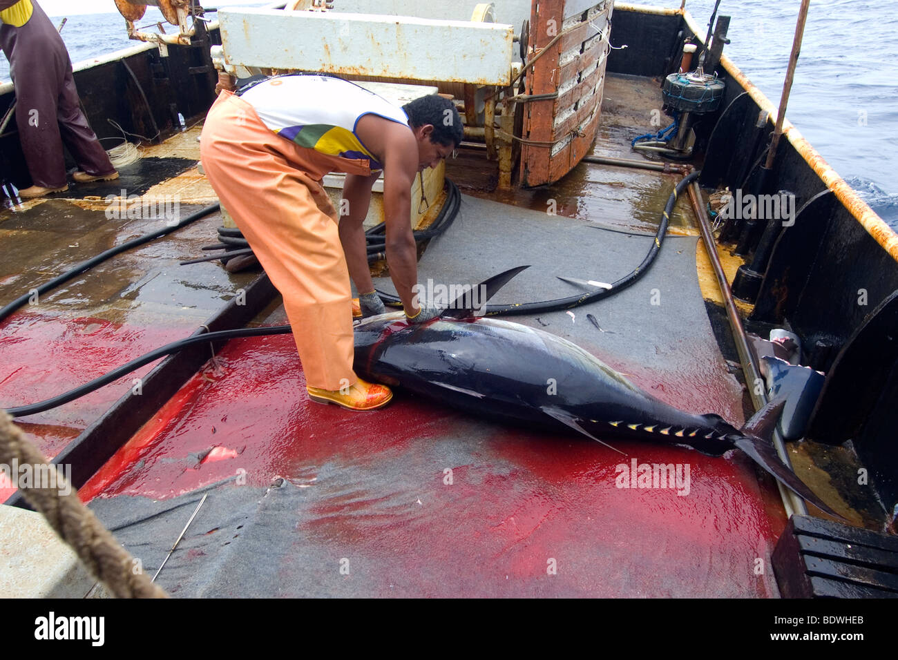 Réductions des pêcheurs de l'albacore, Thunnus albacares Thon à la palangre, la pêche commerciale, le Brésil, l'Océan Atlantique Banque D'Images