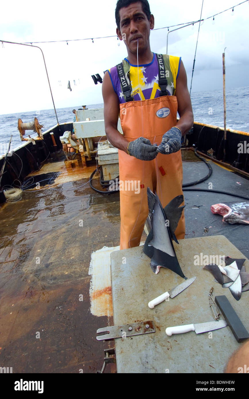 Les chaînes de pêcheur pour le séchage, les ailerons de requin à la palangre la pêche commerciale des requins, le Brésil, l'Océan Atlantique Banque D'Images