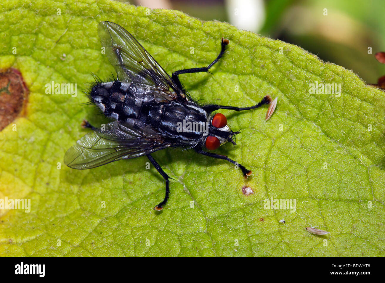 Fleshfly, Chair-fly, Fly Sarcophaga carnaria (Chair) Banque D'Images