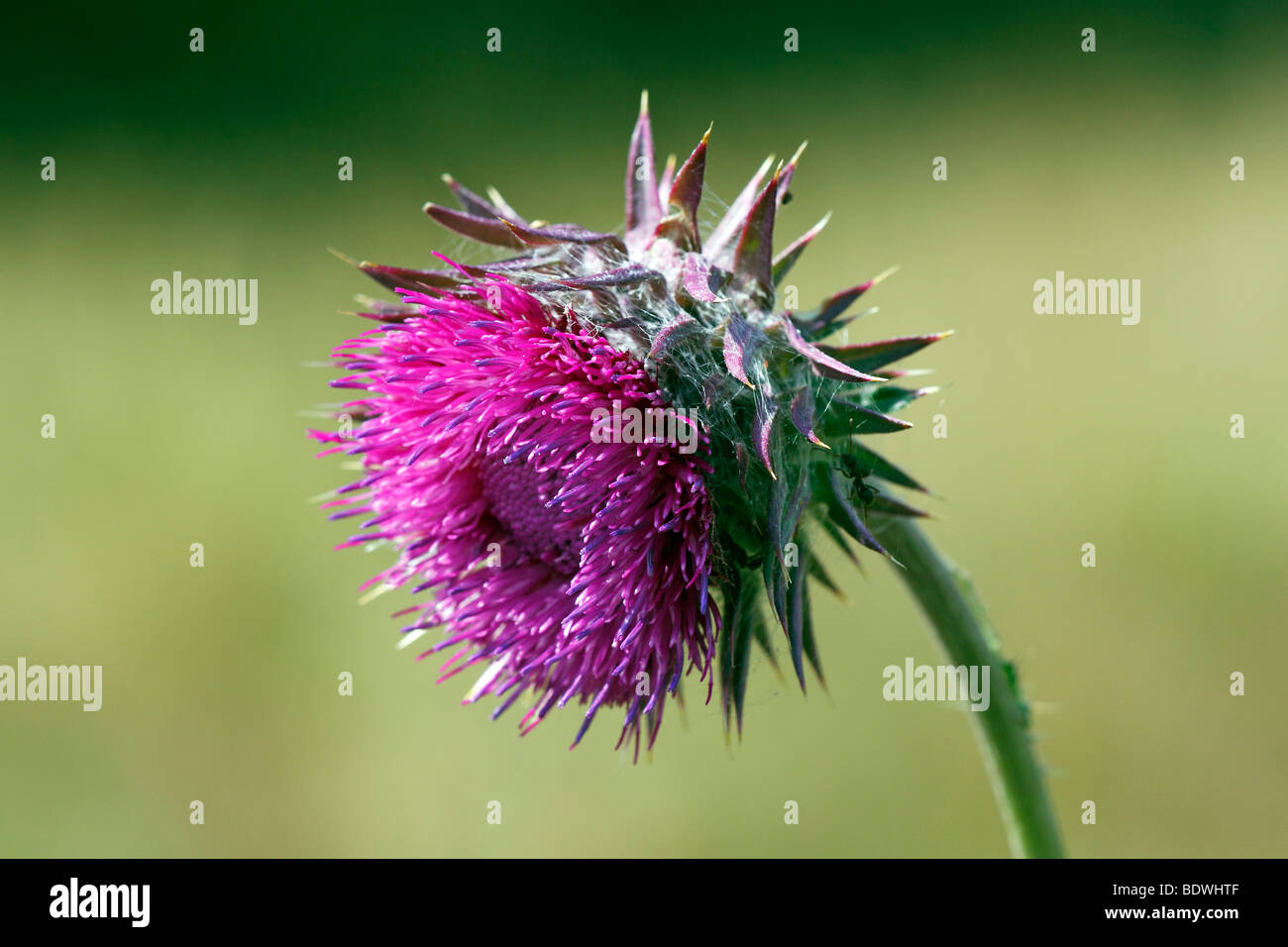 Musc chardon de floraison (Carduus nutans) Banque D'Images