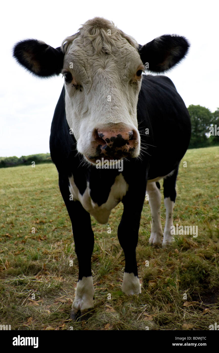 Vache noire et blanche dans un champ Banque de photographies et d’images à haute résolution Alamy