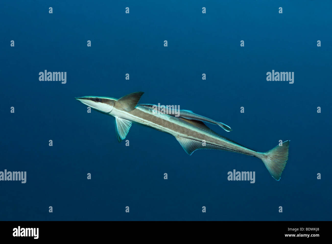 Mince juvénile (Suckerfish Echeneis naucrates) équitation l'arrière d'un adulte, Bali, île, îles de la sonde Lesser, la mer de Bali, Ind Banque D'Images