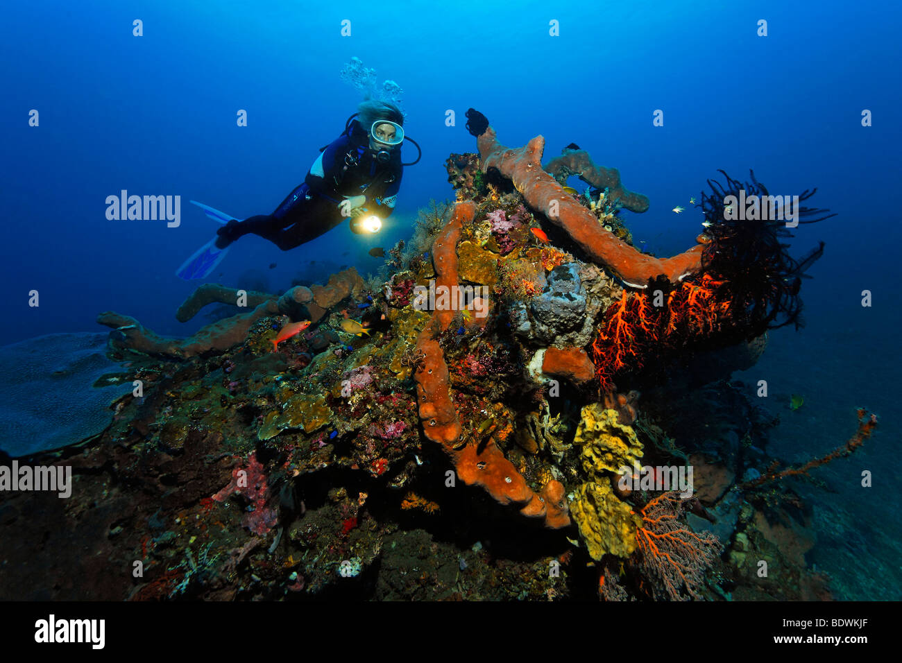 Bloc de corail, plongeur, différents des éponges, coraux, étoiles de plumes, d'un mini-reef, Sandy Ground, Bali, île, îles de la sonde Lesser, Bali Banque D'Images