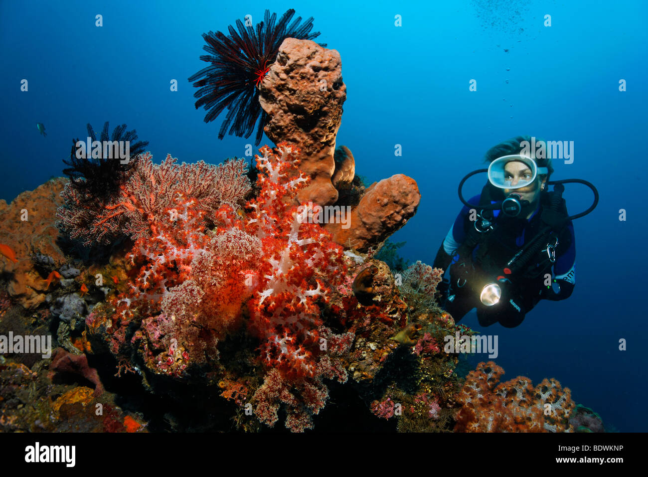 Bloc de corail, plongeur, différents des éponges, coraux, étoiles de plumes, d'un mini-reef, patch, récifs coralliens, Bali, île, îles de la sonde Lesser, Banque D'Images