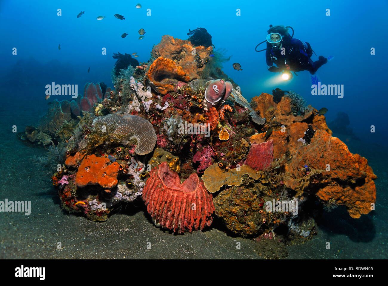 Bloc de corail, plongeur, différents des éponges, coraux, étoiles de plumes, d'un mini-reef, récifs coralliens, patch, Sandy Ground, Bali, île, moindre Banque D'Images