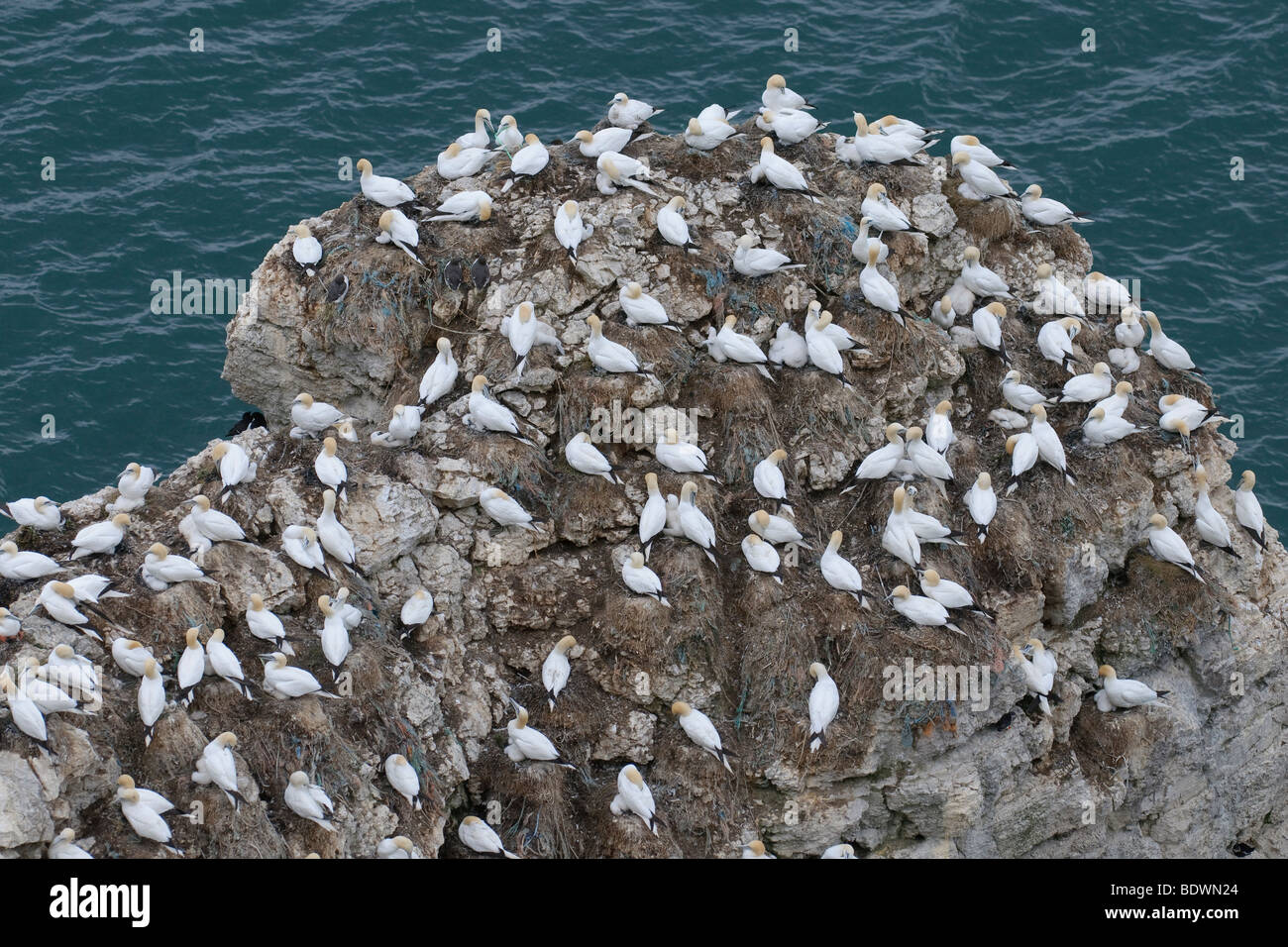 Fou de Bassan Morus bassanus colonie de reproduction à falaises de Bempton RSPB réserve, East Yorkshire, Angleterre. Banque D'Images