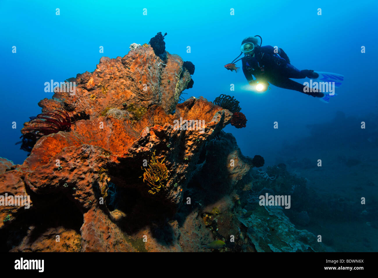 Plongeur avec flambeau derrière l'éponge non identifiés et plumes géant stars, récifs coralliens, Bali, île, îles de la sonde Lesser, la mer de Bali, Banque D'Images