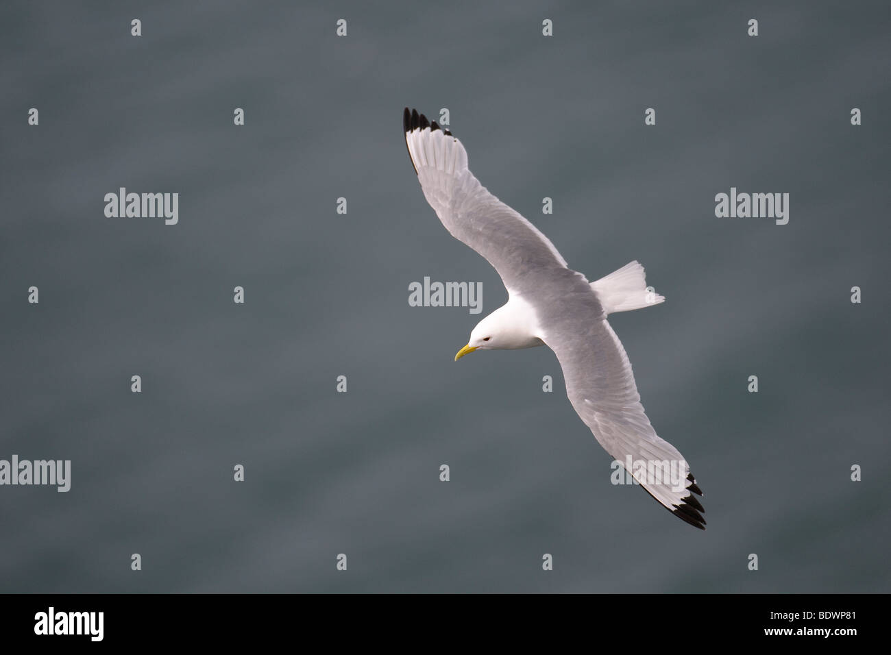 La mouette tridactyle (Rissa tridactyla) adultes en vol d'été. Banque D'Images