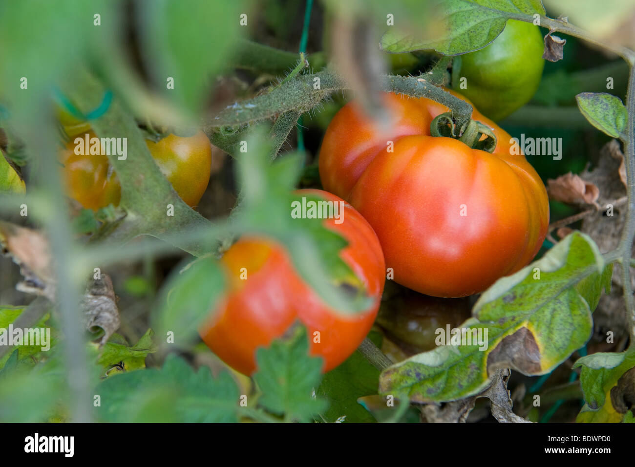 Plant de tomate biologique Banque D'Images