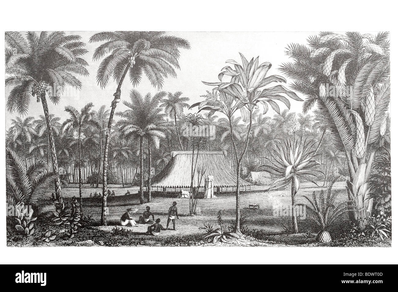Pièces de la reproduction de l'habitat des monocotylédones ligneuses Palmiers et Cycas paradis refuge refuge de la tribu autochtone accueil Banque D'Images