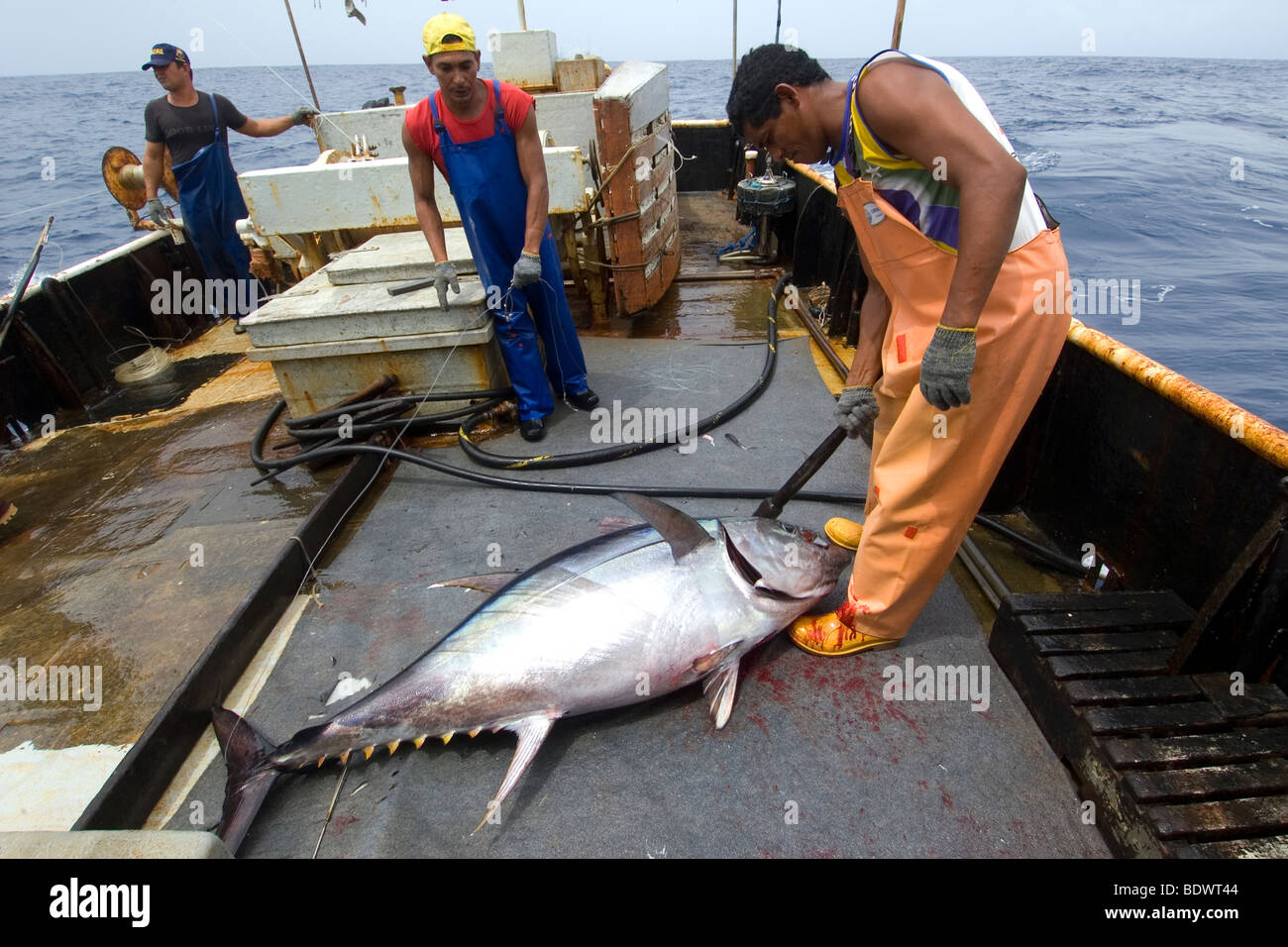 Les clubs de pêcheurs de l'albacore, Thunnus albacares Thon à la palangre, la pêche commerciale, le Brésil, l'Océan Atlantique Banque D'Images
