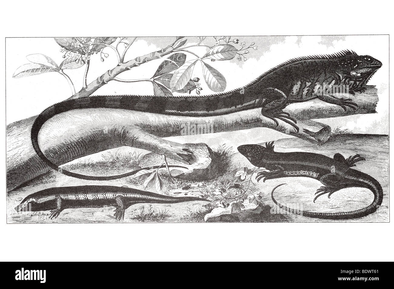 Scink scincus officinalis tuberculata iguane lézard Lacerta viridis guana Banque D'Images