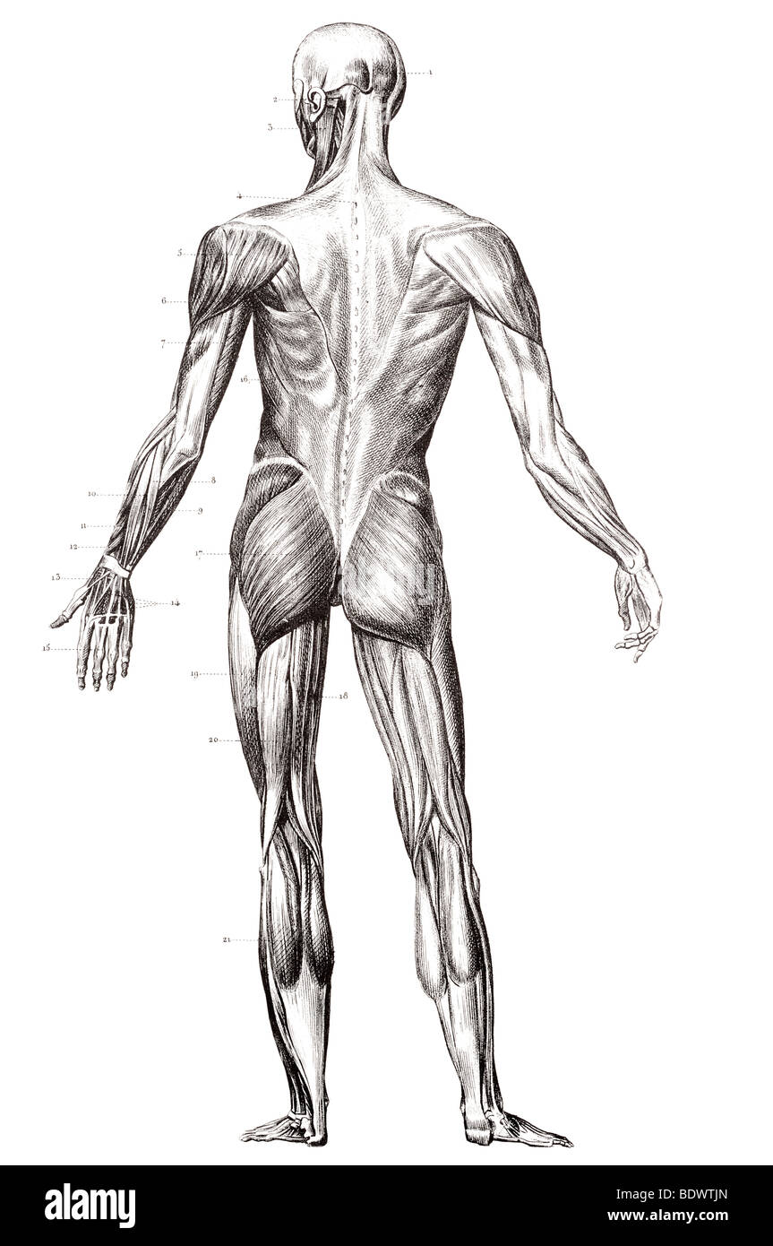 La structure du muscle humain face arrière Banque D'Images