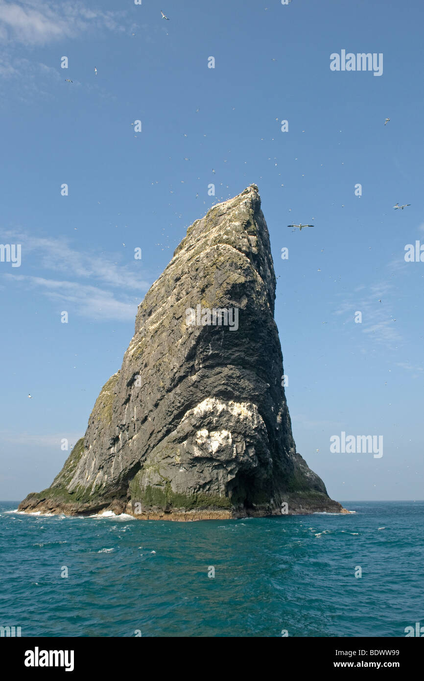 Stac Lee dans l'archipel de Saint Kilda, entouré par le fou de bassan Morus bassanus. Banque D'Images