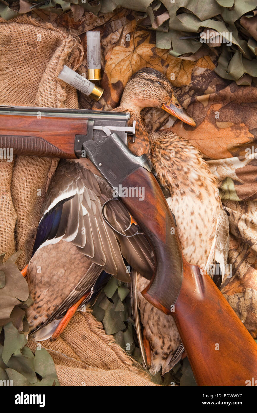 Un canard colvert (Anas platyrhynchos) photographié avec le camouflage et un fusil Banque D'Images