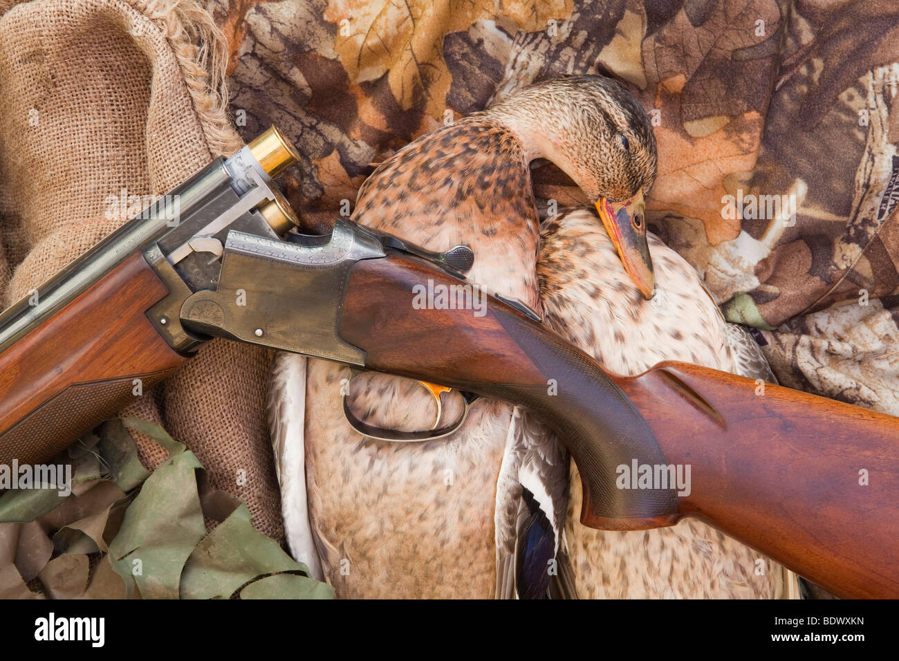 Un canard colvert (Anas platyrhynchos) photographié avec le camouflage et un fusil Banque D'Images