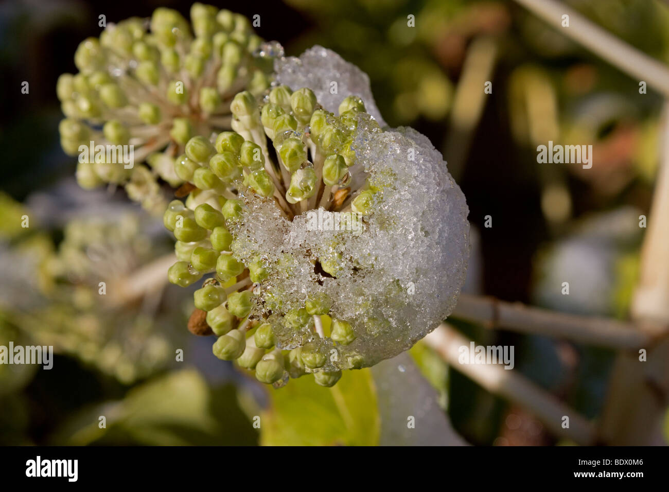 Aralia Fatsia japonica japonais Banque D'Images