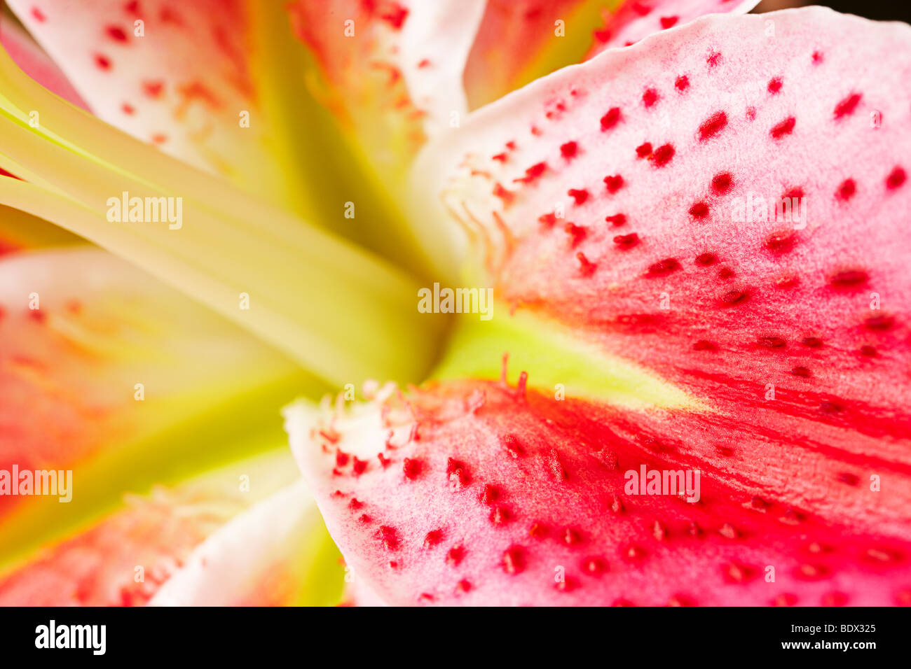 Close up de filaments staminaux dans une Star Gazer Lily Banque D'Images