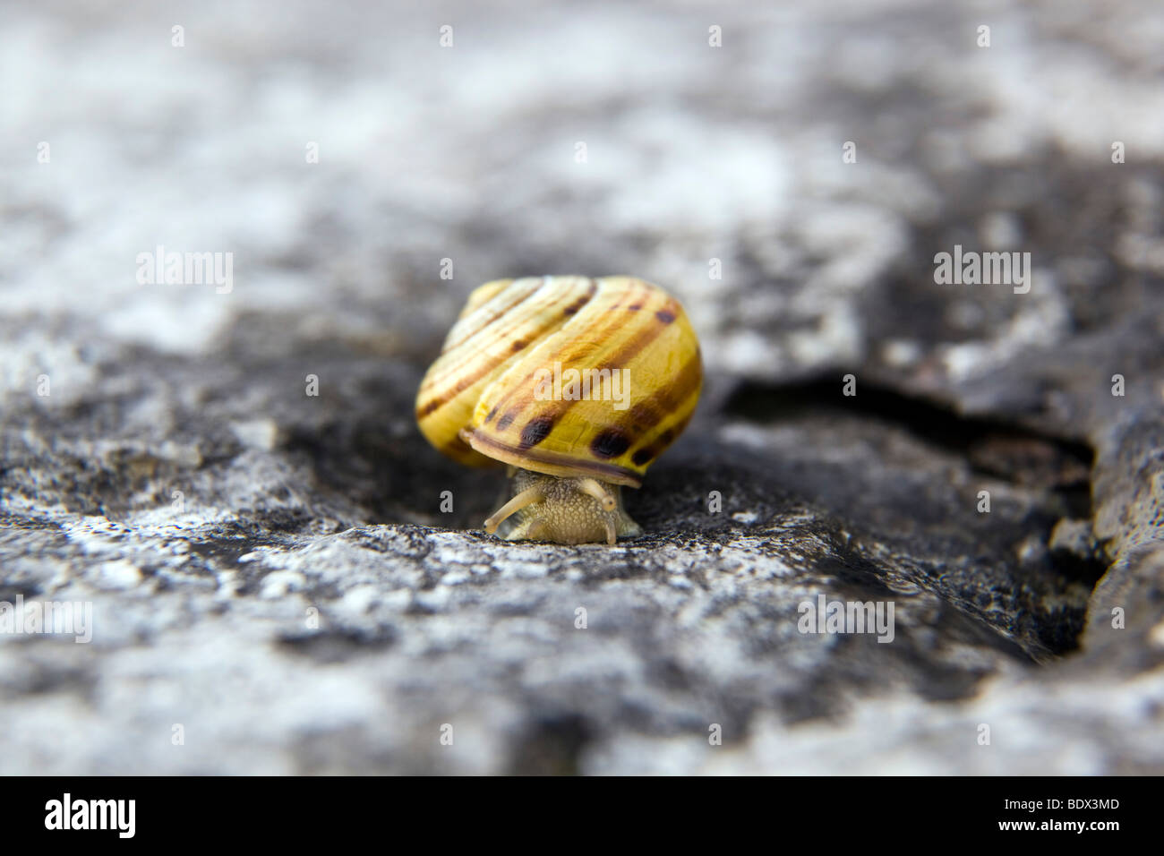 Lèvres marron ; escargot Cepaea nemoralis Banque D'Images