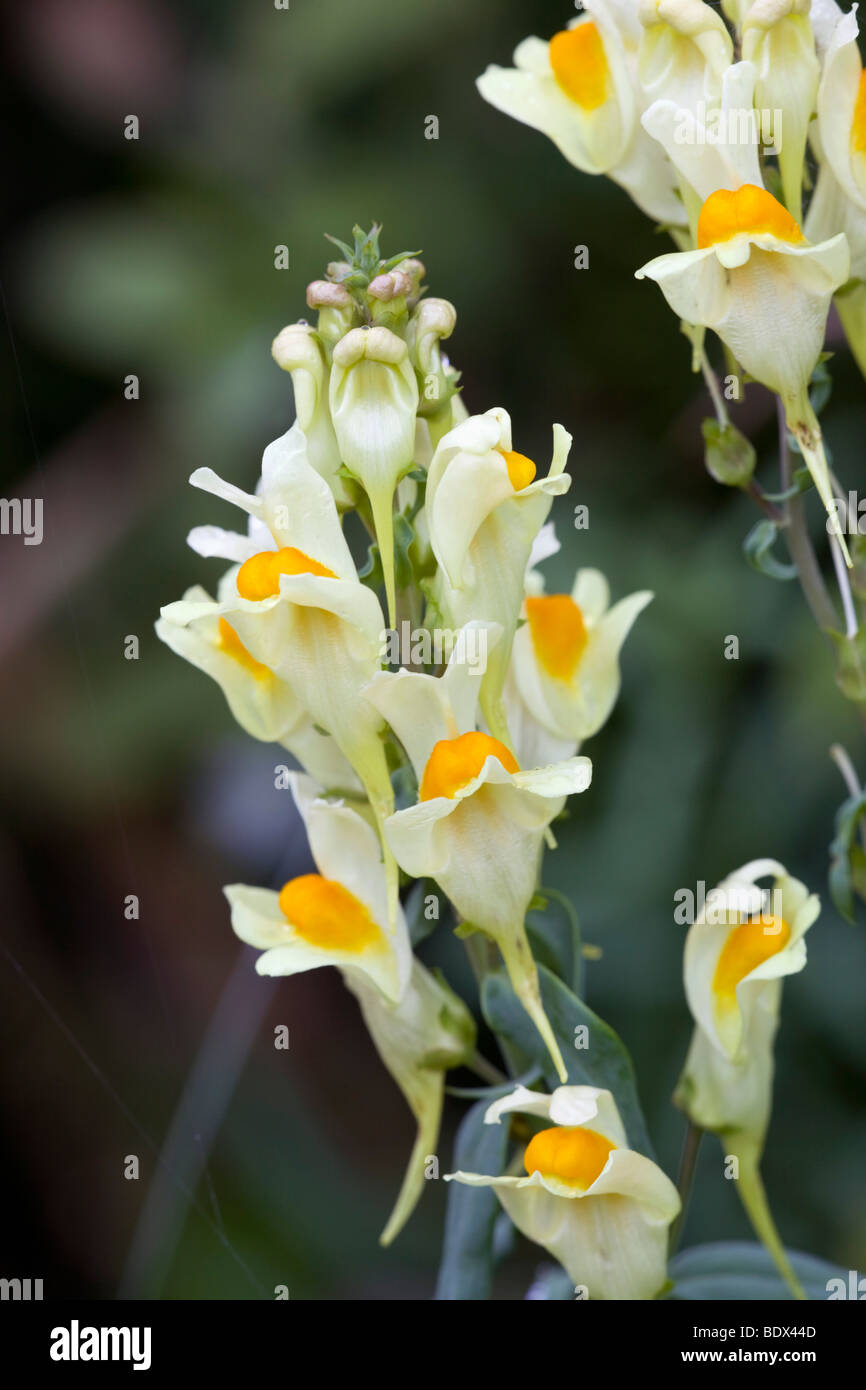 La linaire commune Linaria vulgaris ; Banque D'Images