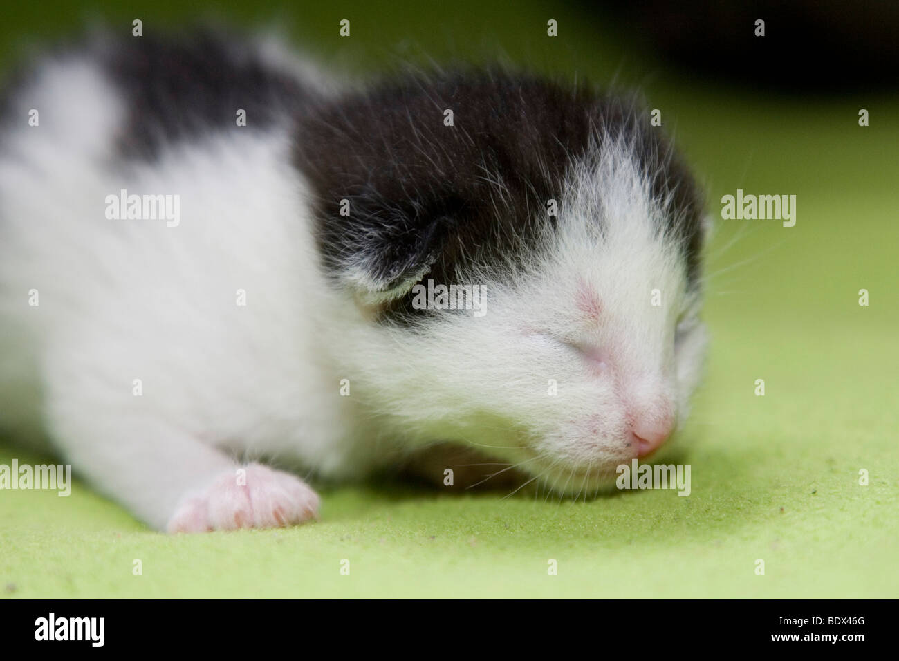 Les jeunes, peu de jours chaton, les yeux toujours fermés Banque D'Images