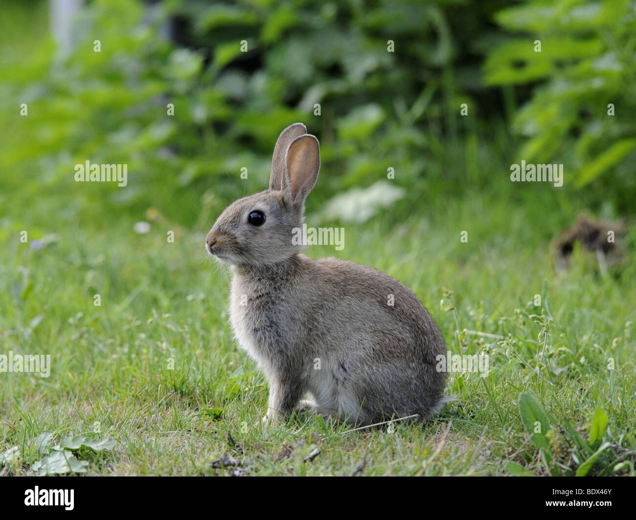 Un petit lapin sauvage assis sur l'herbe par une route Banque D'Images