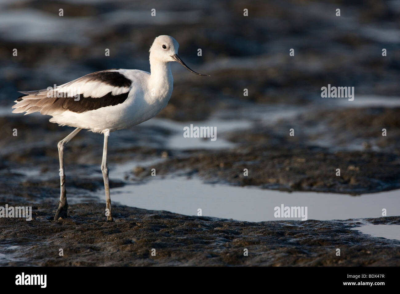 L'Avocette d'Amérique (Recurvirostra americana) en plumage d'hiver, Palo Alto, Californie, préserver Baylands USA Banque D'Images