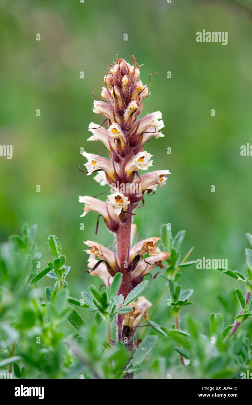 L'Orobanche Orobanche hederae lierre ; ; Cornwall Banque D'Images