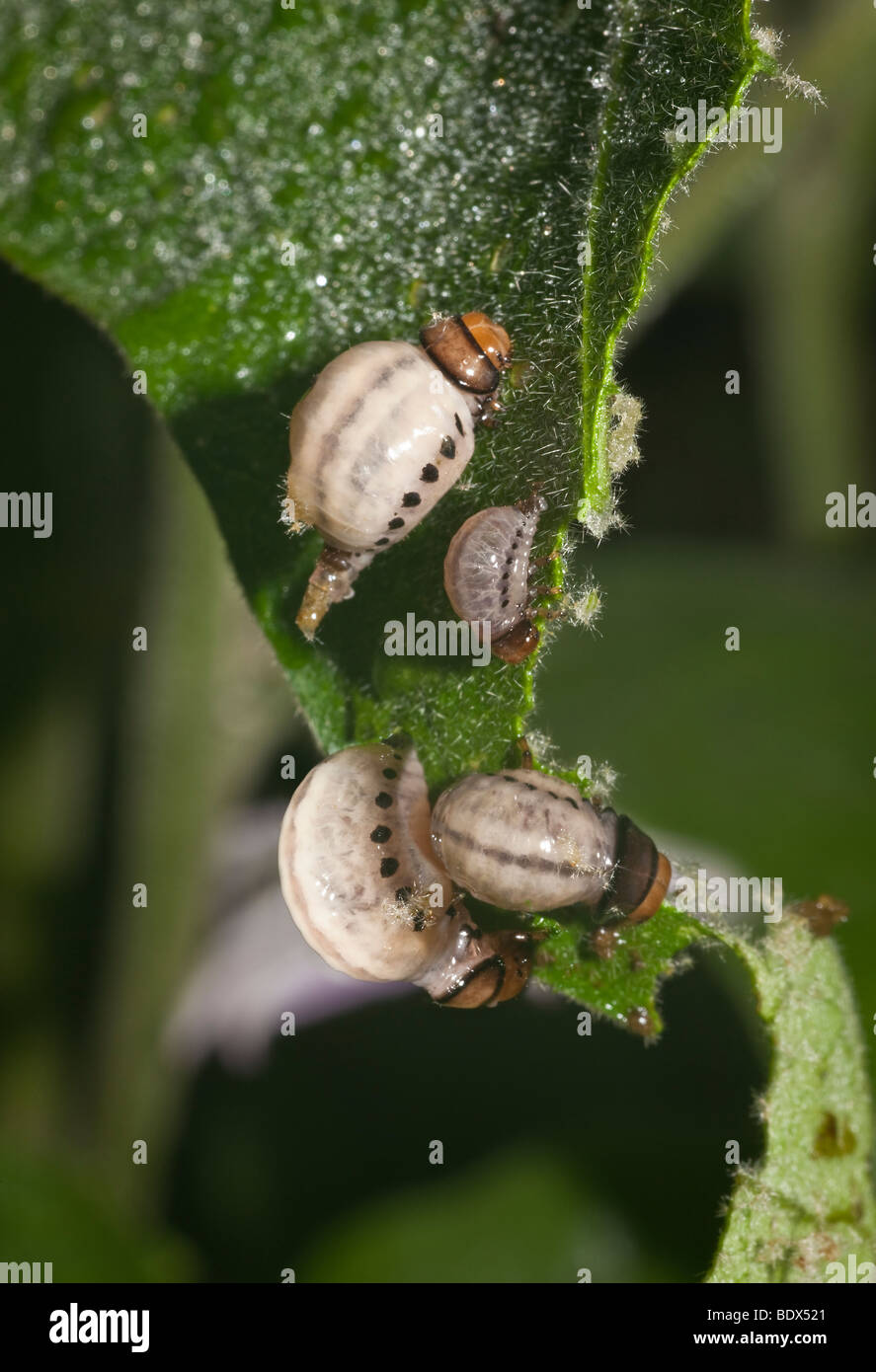 L'alimentation des larves de Doryphores Leptinotarsa undecemlineata- Feuilles d'Aubergine Banque D'Images