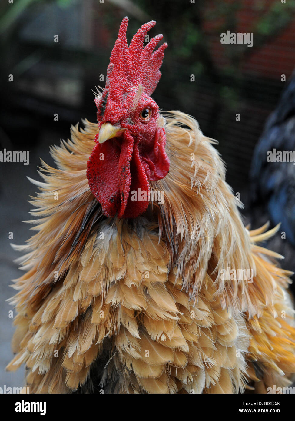 Une fantaisie du poulet qui a été sous la pluie Banque D'Images