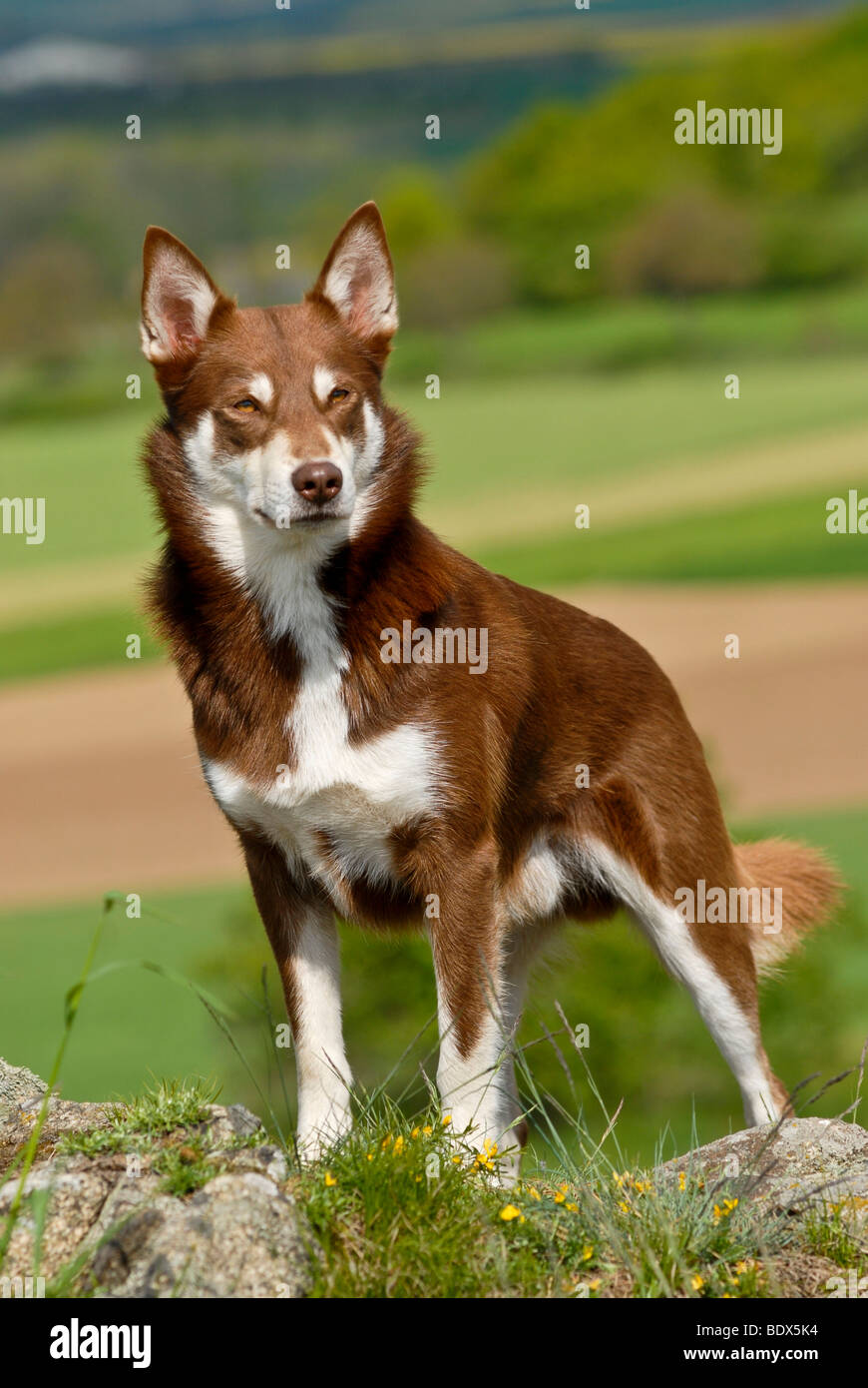 Lapponian Herder, Lapinporokoira ou renne Lapp chien sur un plateau Banque D'Images