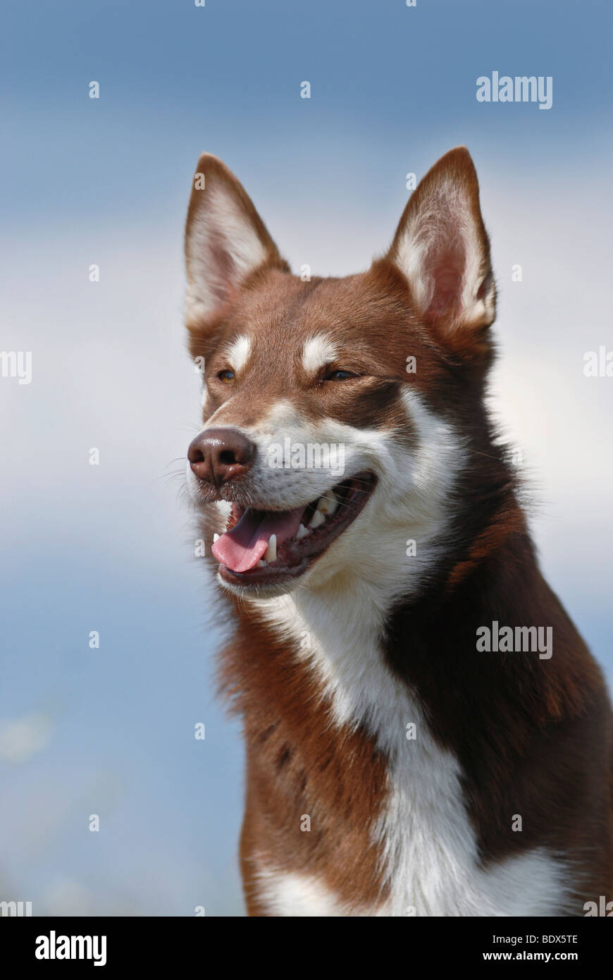 Lapponian Herder, Lapinporokoira Lapp ou chien de Rennes, portrait Banque D'Images