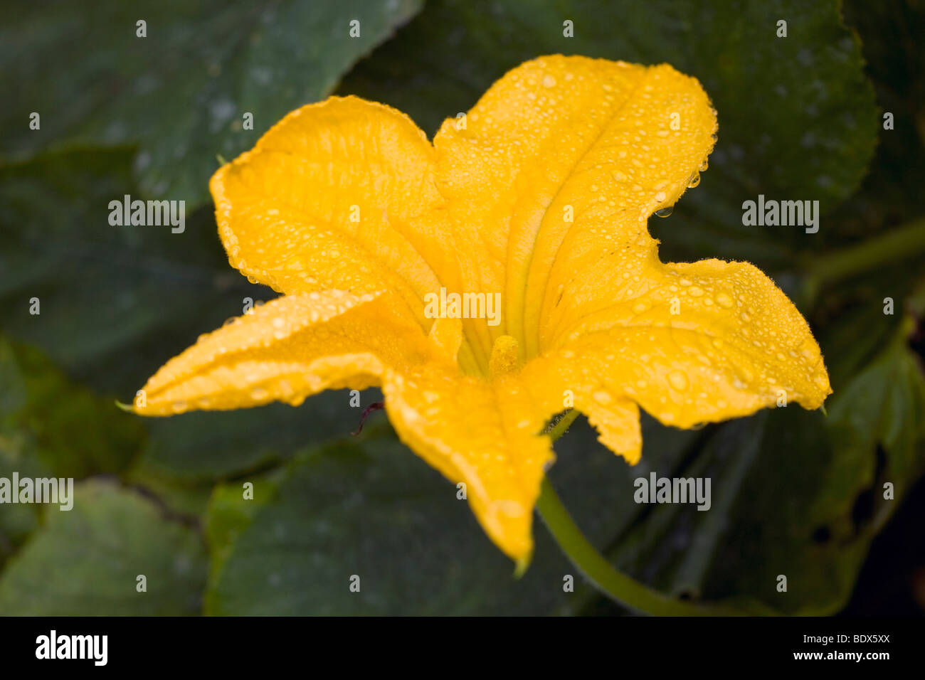 Fleur de courgette courgette ou Banque D'Images