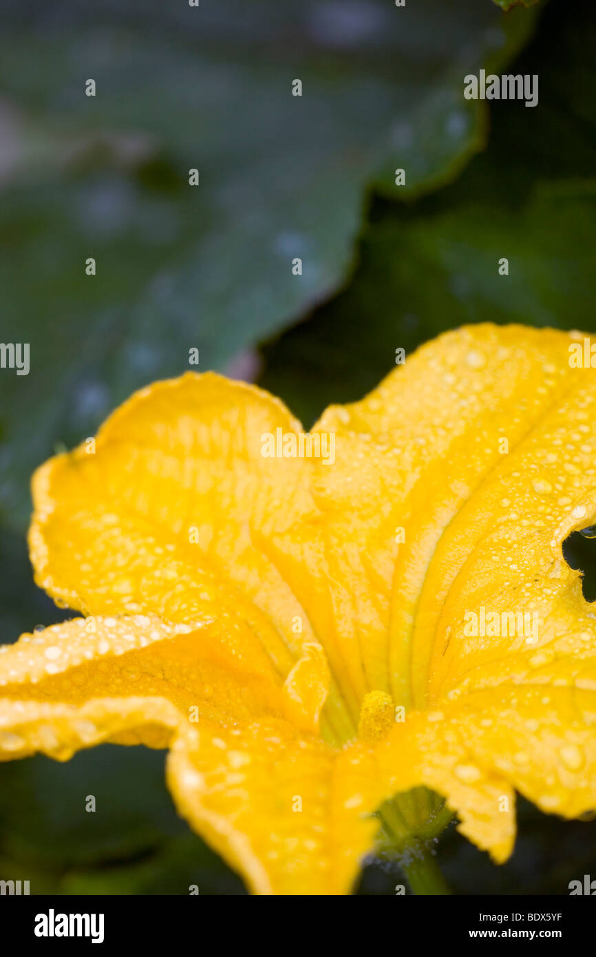 Fleur de courgette courgette ou Banque D'Images